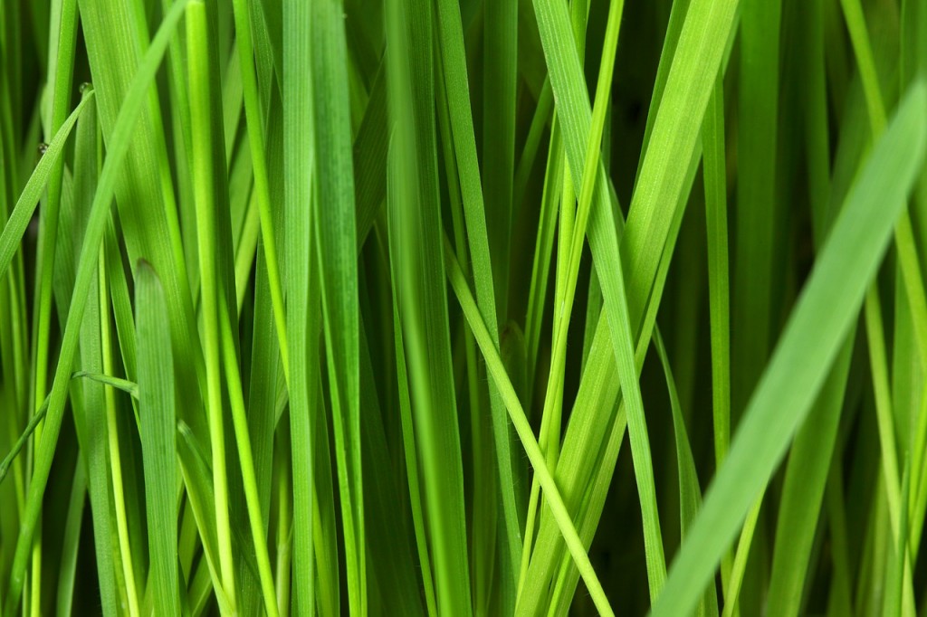 Citronella