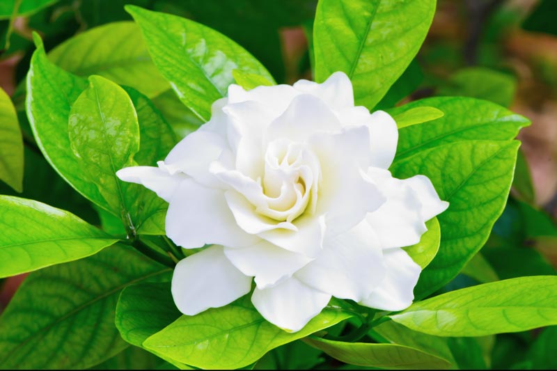 Gardenia